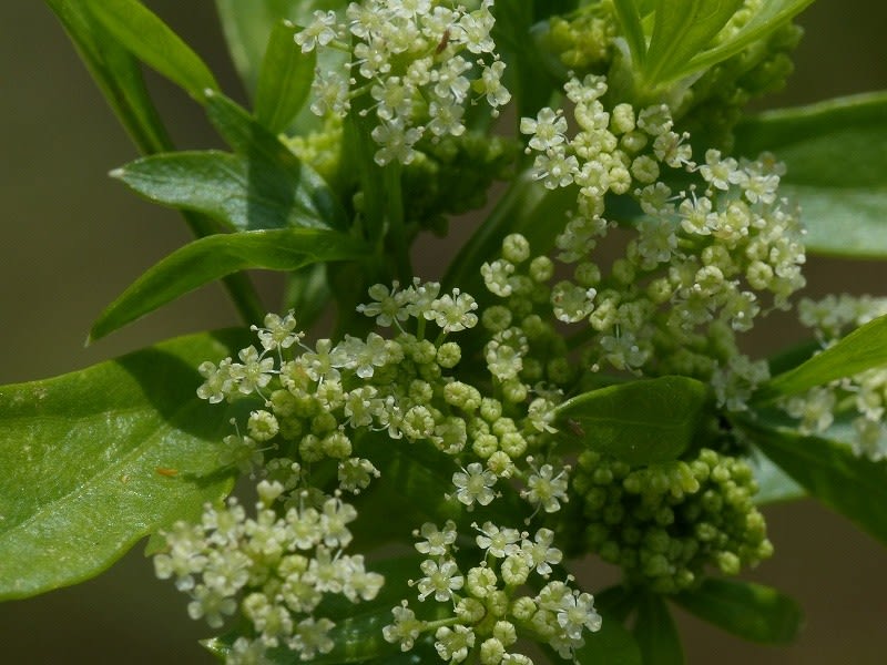 セロリ 塘蒿 芹菜 Celery Hayashi No Ko