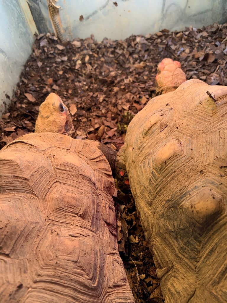 チェリーヘッドアカアシガメ のブログ記事一覧 不定期飼育便 チェリーヘッドアカアシガメ のブログ記事一覧 不定期飼育便