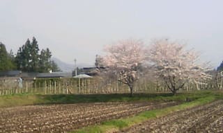 2本桜