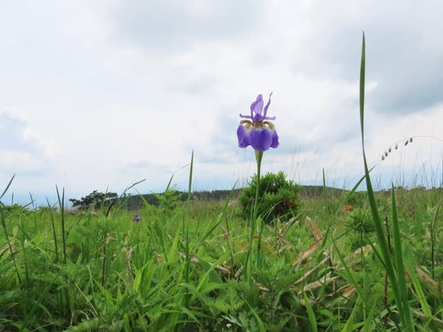 高ボッチ高原・鉢伏山で最近咲いている花　アヤメ（菖蒲、文目）