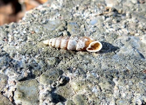 19年1月のブログ記事一覧 花と徒然なるままに 19年1月のブログ記事一覧 花と徒然なるままに