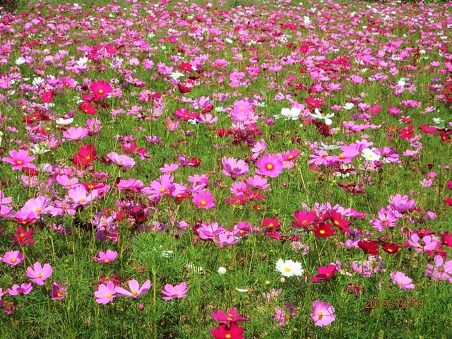 小松コスモス畑の開花状況 その１ 自由 気ままなぶらり散歩 散策あるばむ Ver 2 0