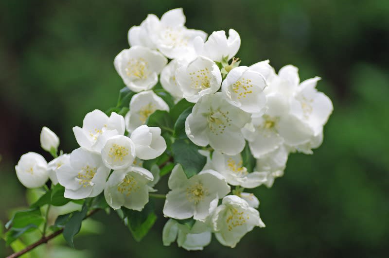 梅花空木 ばいかうつぎ の白い花 めいすいの写真日記