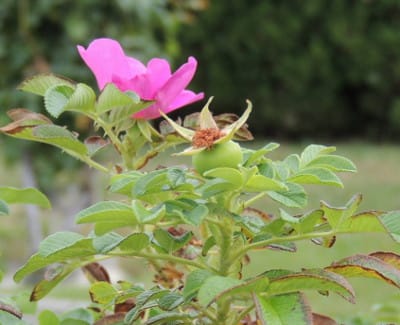 ハマナスの花 白 ピンク と 実りの季節 ウェブリメモ 花 鳥 風景 その他生物 By サクラ
