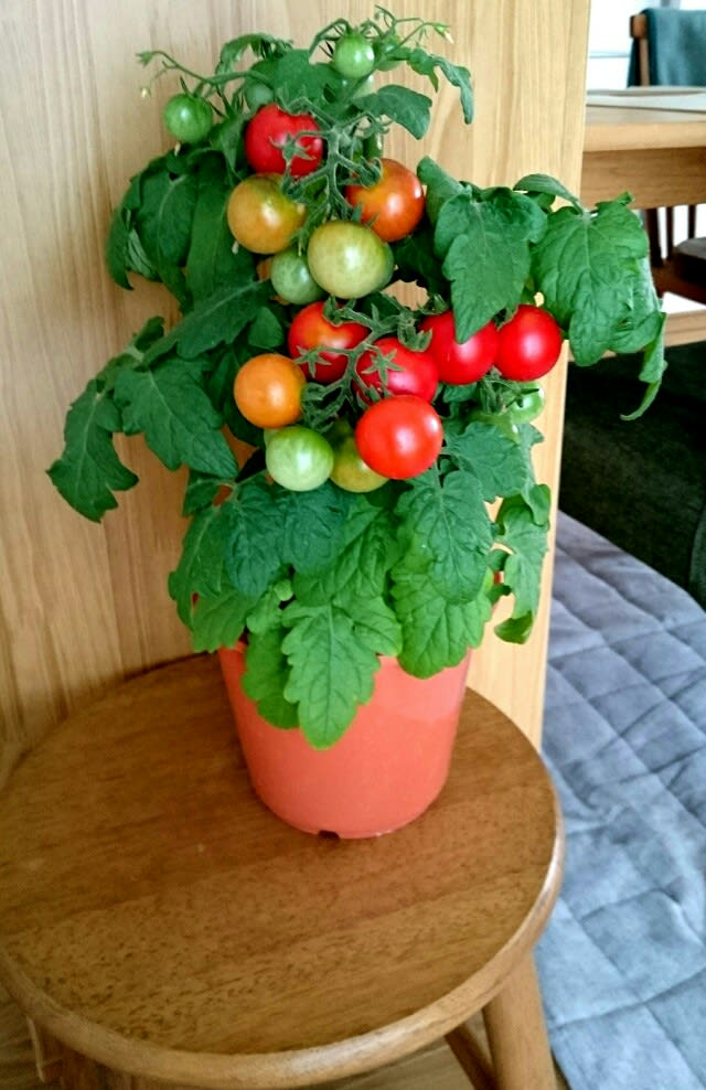 鉢植えミニトマト かながわハーブナーセリー園主のブログ ハーブと暮らす３６５日