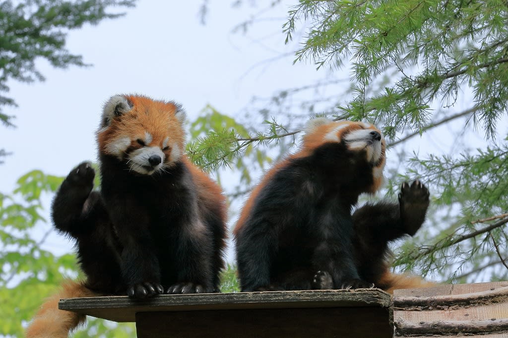 いしかわ動物園 双子のレッサーパンダの姉妹 生後８か月のサンちゃんとルナちゃん 金沢から発信のブログ 風景と花と鳥など