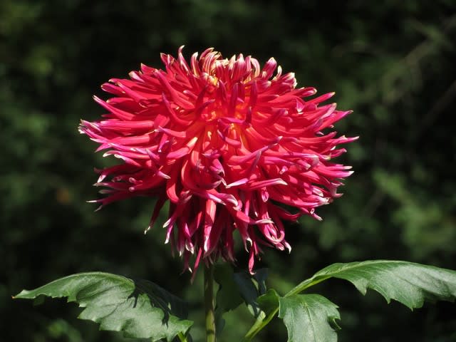 菊のような形で赤い花をつける 秋田の光 ダリア シリーズ 野の花 庭の花