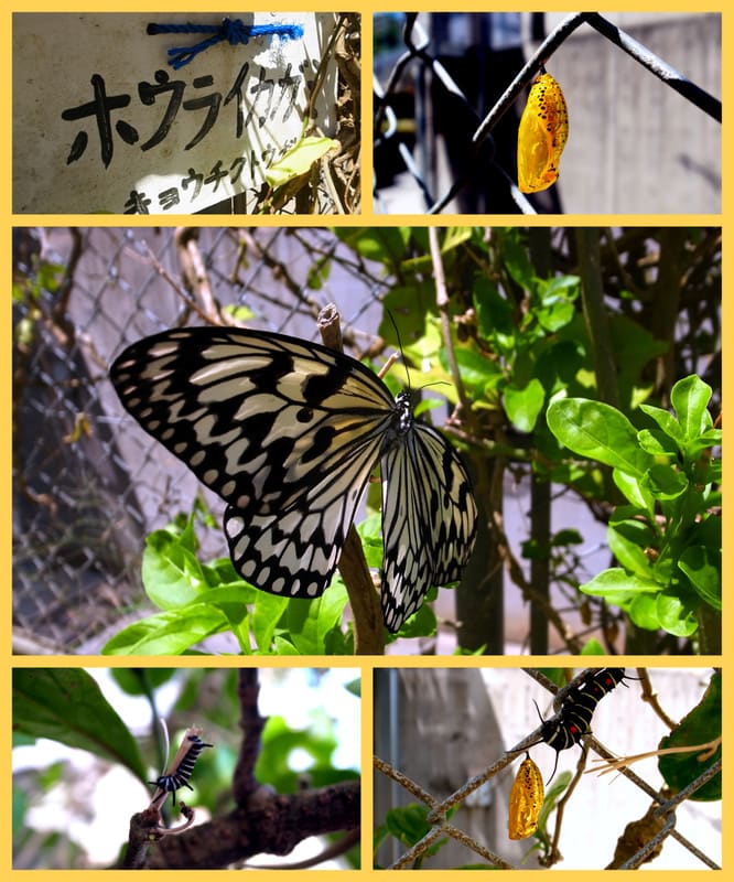 オオゴマダラの幼虫 さなぎ 成虫 自然の美しさ 恩納村立 山田小中学校 これまでの記録