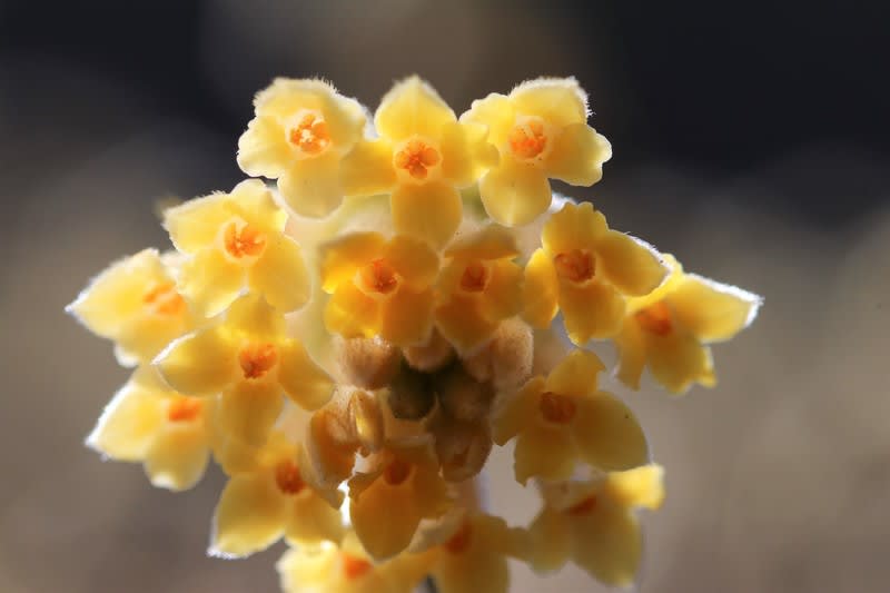 ミツマタの花 ハイブリッドな生活 旧ルノーな生活