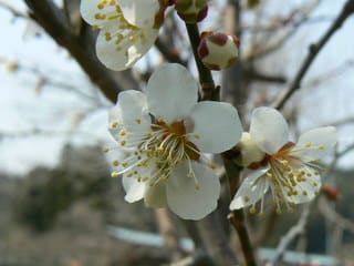 ウメ（梅）＆コウバイ（紅梅） - peaの植物図鑑