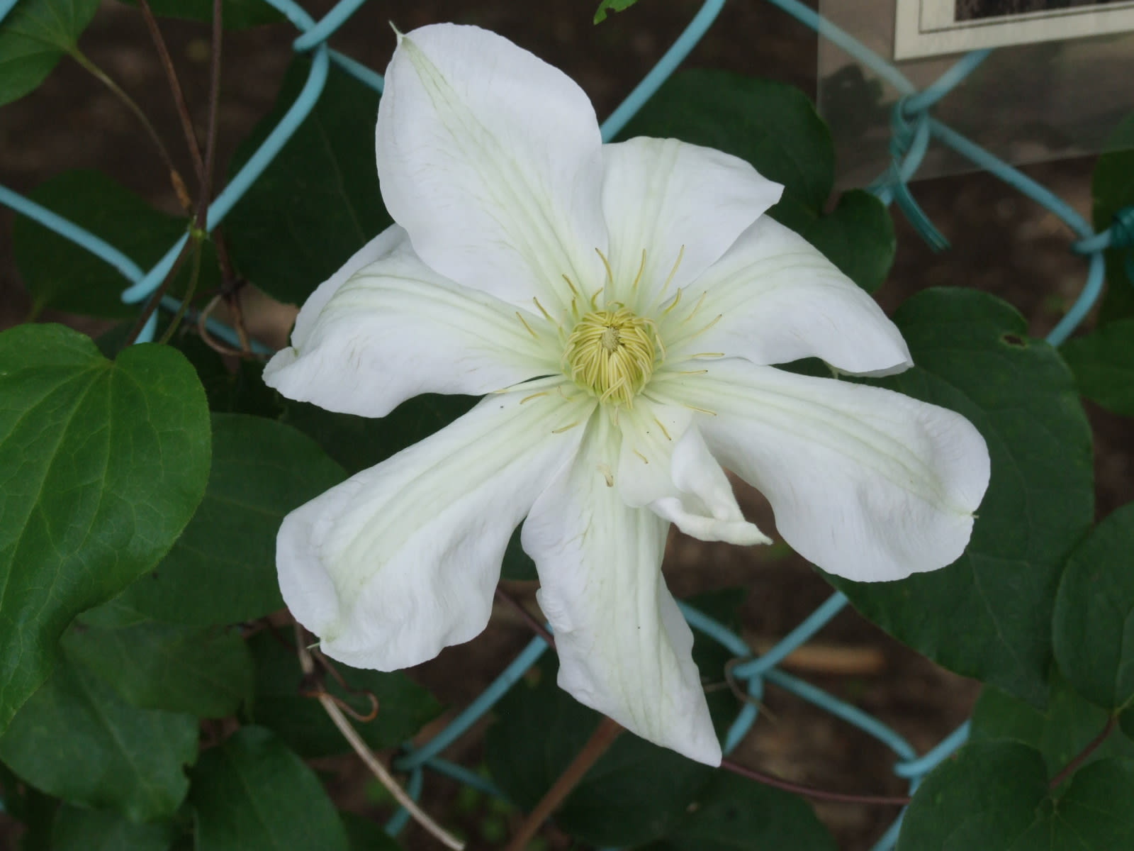 クレマチス 白馬 季節の花