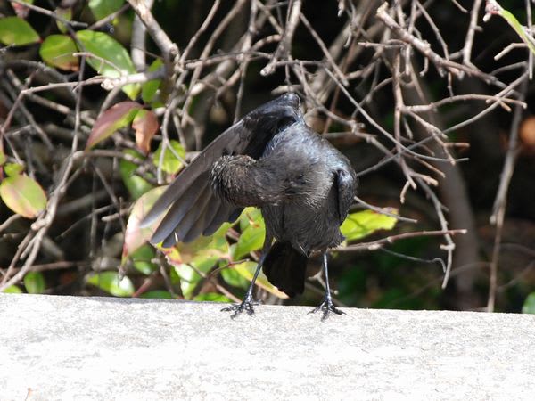 毛づくろい 黒い鳥 旅すれば まだ見ぬ色に 出会いけり