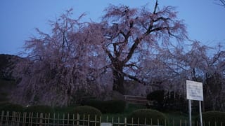 京都の桜めぐり 円山公園 の枝垂れ桜と 高台寺 の桜のライトアップへ ネコのミモロのjapan Travel ｍｉｍｏｒｏ ｔｈｅ ｃａｔ Japan Travel
