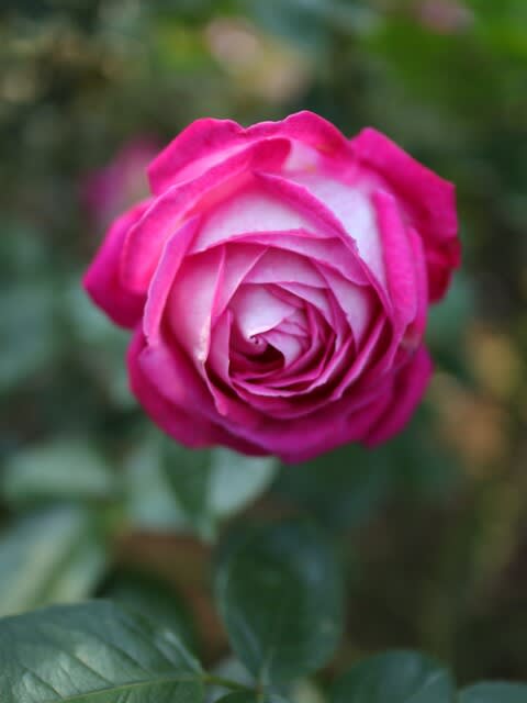 ローズピンクに白の覆輪のバラ「ローズ・ゴジャール」(秋バラ 