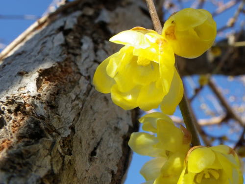 春の兆し　ソシンロウバイ（素心蝋梅）の花