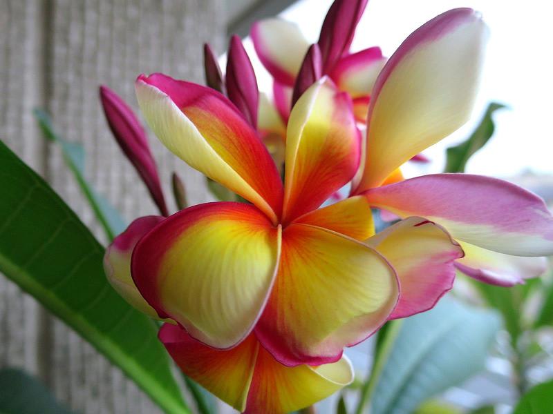 プルメリア「Indonesian Violet」4 - 植物/観葉植物