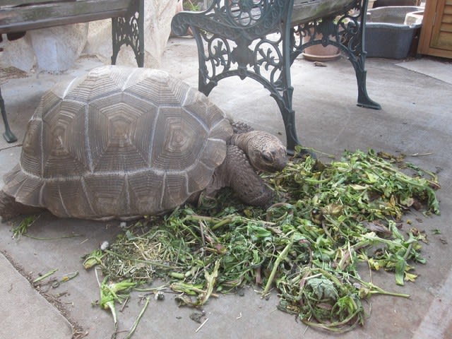 朝からてんこ盛りの餌 ニシヘルマンリクガメ アルダブラゾウガメ