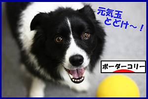 にほんブログ村 犬ブログ ボーダーコリーへ