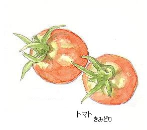 我が家の定番かき菜 イラスト トマト 花を描いたポストカード