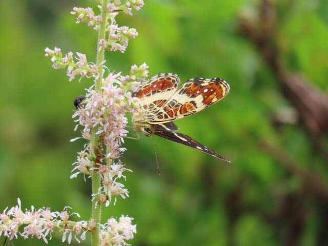 高ボッチ高原・鉢伏山で最近見る事の出来る昆虫　サカハチチョウ（逆八蝶）　 夏型　メス