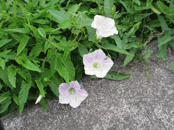 雨降り花 つとむ君のブログ
