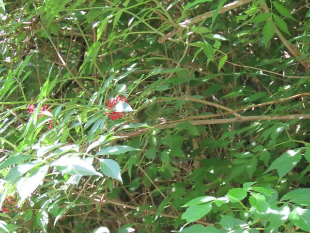 高ボッチ高原・鉢伏山で最近見る事の出来る実・種　ニワトコ（接骨木）の核果