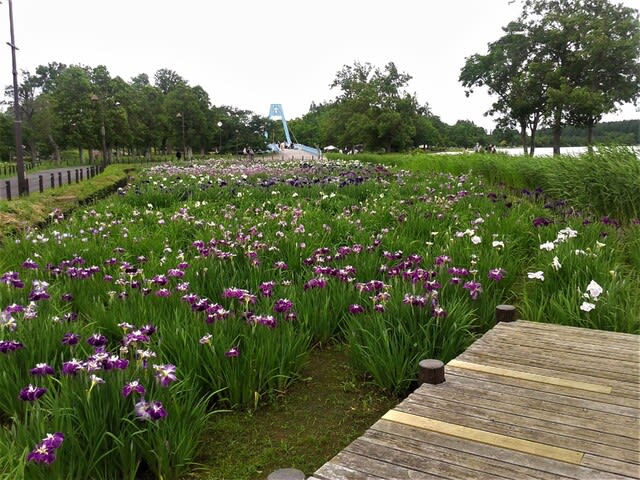 花菖蒲 小合溜 睡蓮池 マコモ 水元公園 その１ おやじのつぶやき