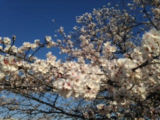 新境川桜満開