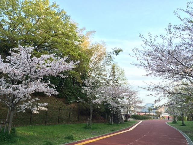 4 9朝現在 多摩湖狭山湖桜開花情報16 いちゃりばちょーでー
