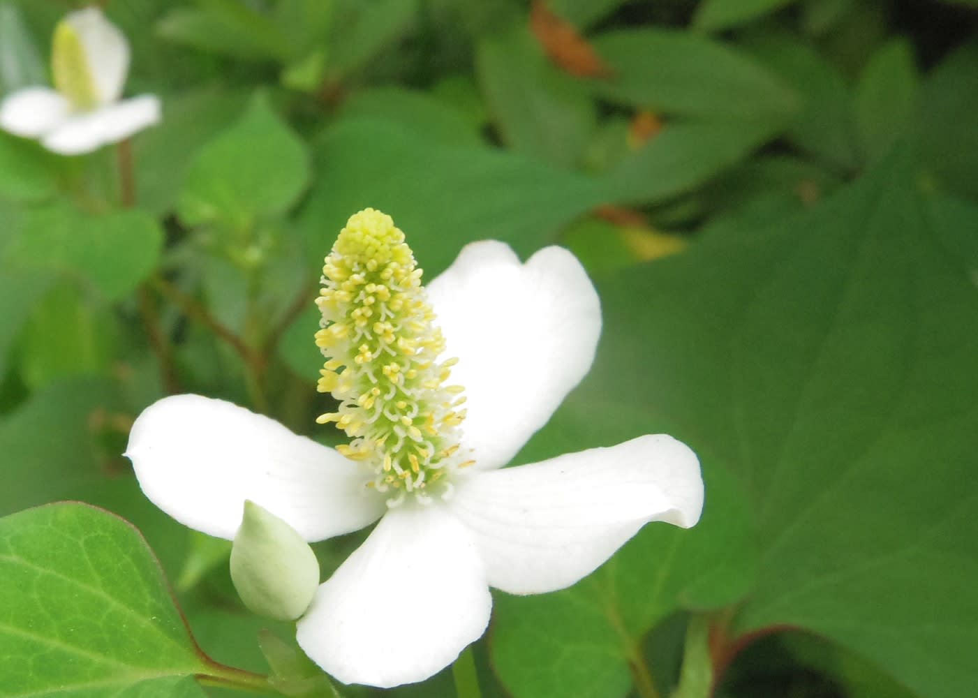 どくだみの花 ｆｓの独り言 つぶやき