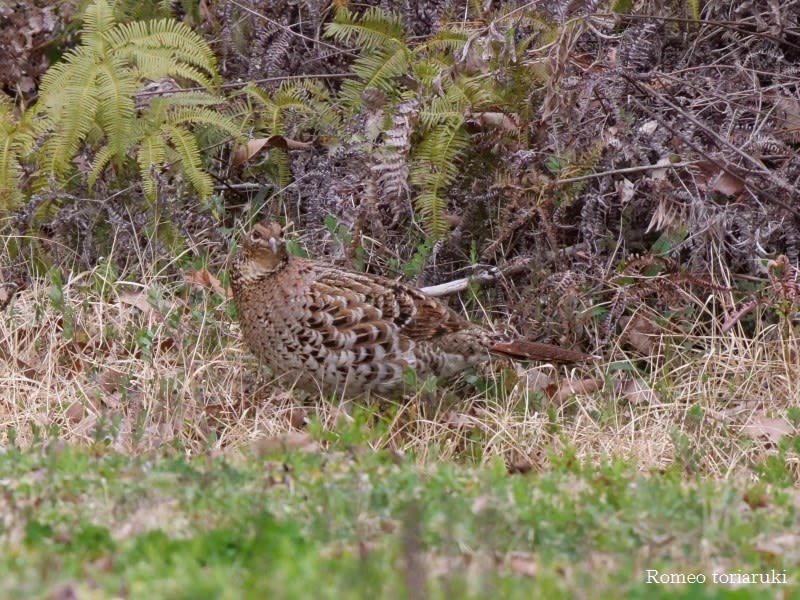 ヤマドリ 野山にとけこむ 気楽にとり 鳥 撮り 歩き