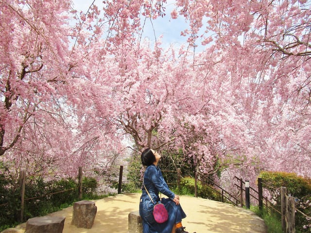 日本最古の大神神社で桜のシャワー 奈良の長谷寺 旅宿 いったん