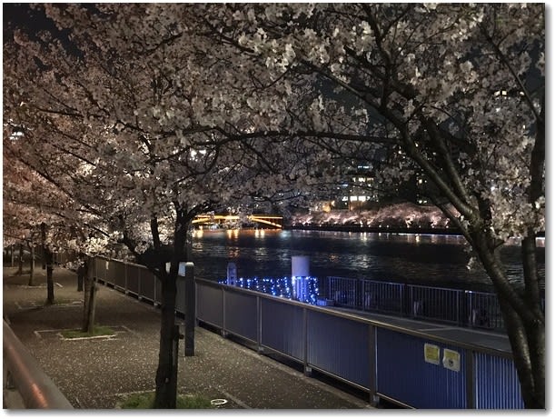 八軒屋浜の桜