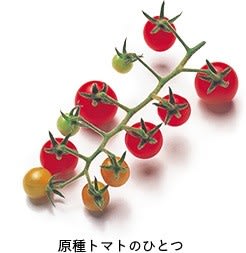 トマトの歴史 について考える 団塊オヤジの短編小説goo