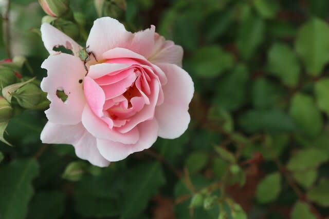 ピンクの蕾がかわいいバラ ジェントル ハーマイオニー 春薔薇シリーズ 21 045 野の花 庭の花