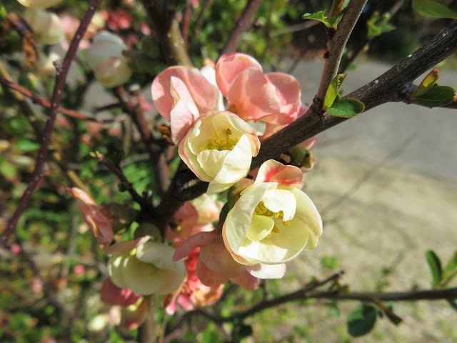 呆けたボケの花の画像