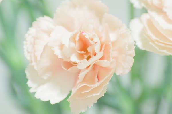 カーネーションの桃色花 気品と愛に満ちた桃色の花は5月10日の誕生花 Aiグッチ のつぶやき