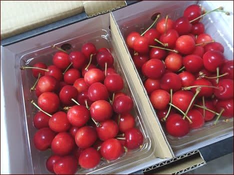 さくらんぼ テーブルにキノコが生えた 座敷わらし犬とうさぎガーデン