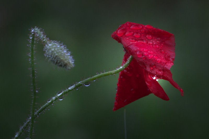 赤いポピーの 花言葉は 慰め 感謝 Photo By 一炊の夢 赤いポピーの 花言葉は 慰め 感謝 Photo By 一炊の夢
