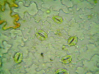 サンショウ 孔辺細胞の葉緑体 まつかぜそう科 マイクロメートルの世界