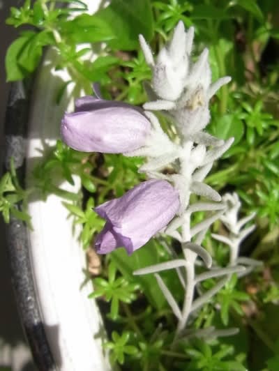 白い葉に紫の花は エレモフィラ ニベア ｎｉｗａ ｎｉｈａ ｈａｎａ 庭には花