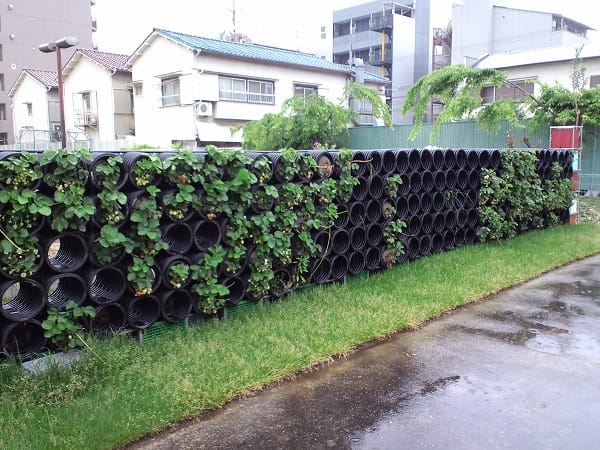 立体菜園花壇で鳴尾イチゴの収穫 鳴尾小学校 ｗｙｚ流立体菜園 緑花術 New Vertical Edible Garden Technique