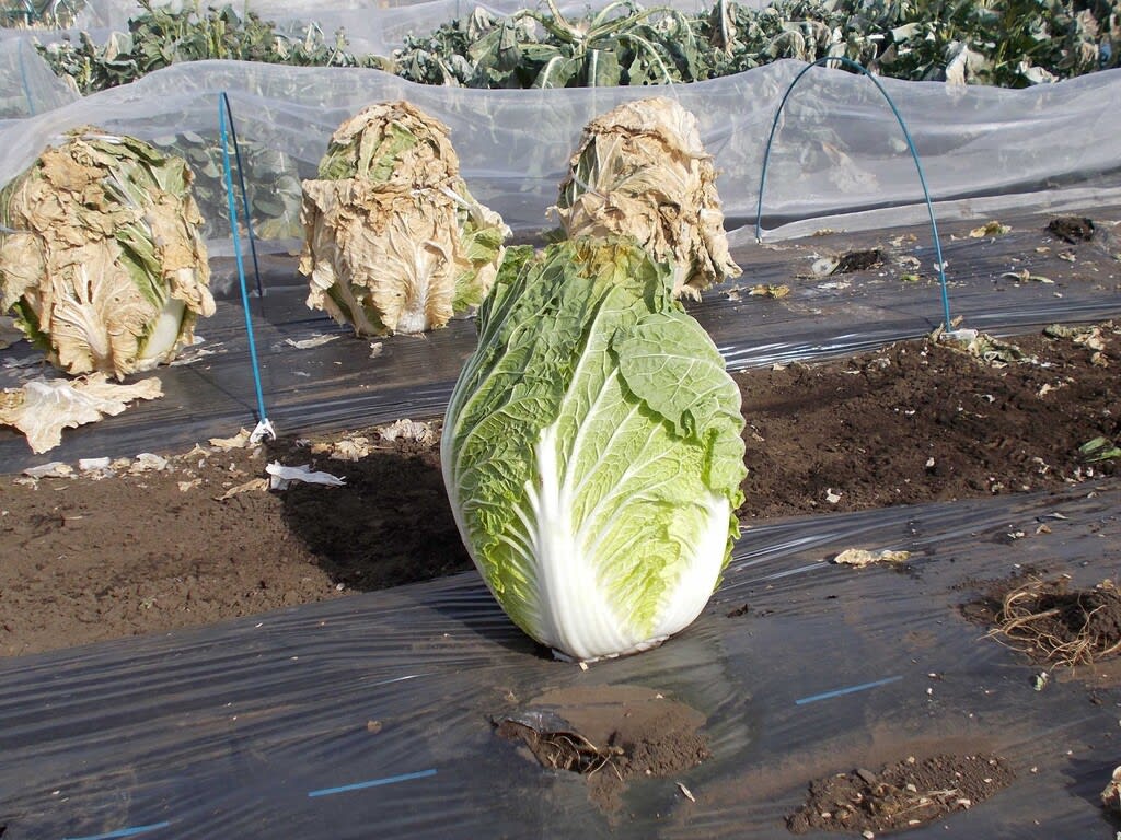 白菜の栽培 のブログ記事一覧 畑 畑 畑 ２