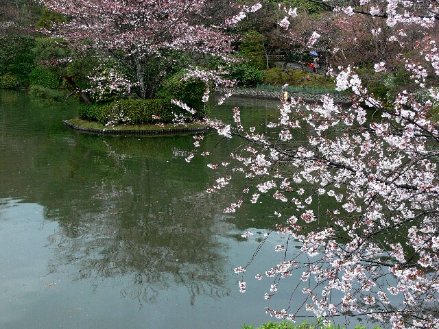 龍安寺：池にかかる桜が清楚で美しい
