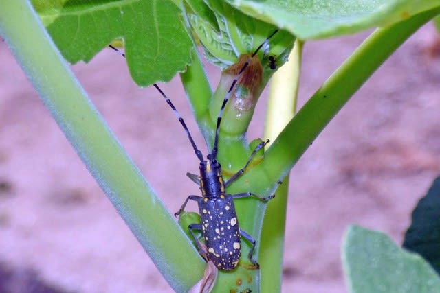 イチジクを守るために殺処分 キボシカミキリ 黄星天牛 温泉ドラえもんのブログ