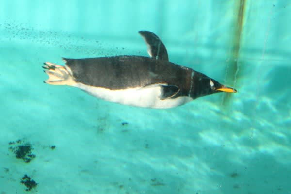 ペンギンの動き４ 泳ぐ ペンギン音頭