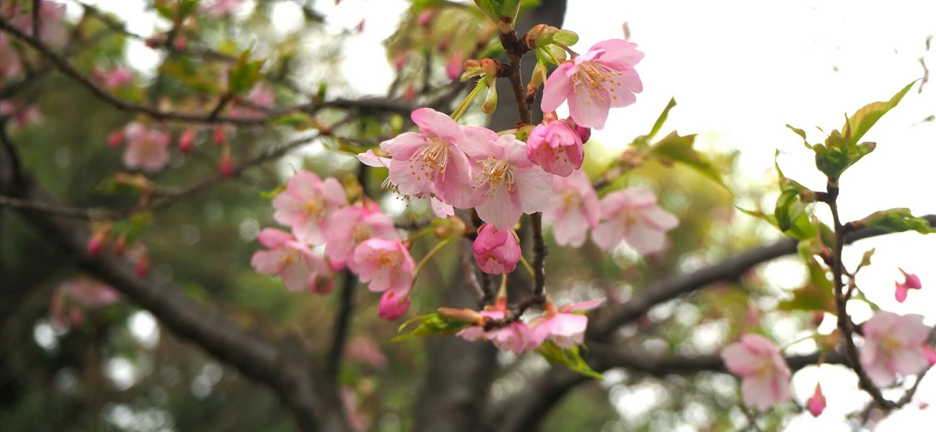 三十三間堂の河津桜と春の花いろいろ 京都で定年後生活