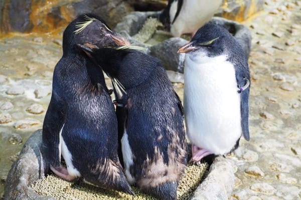 イワトビペンギン夫婦の子離れ ペンギン音頭