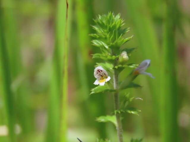 高ボッチ高原・鉢伏山で最近咲いている花　タチコゴメグサ（立小米草）