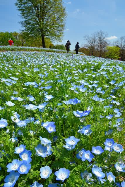 国営昭和記念公園 春の風景 ネモフィラとチューリップ スロージョギングと写真のブログ
